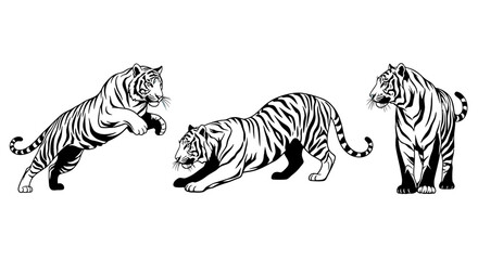Obraz premium Three black and white tigers playing.