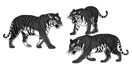 Obraz premium Three black and white tigers walking 1.