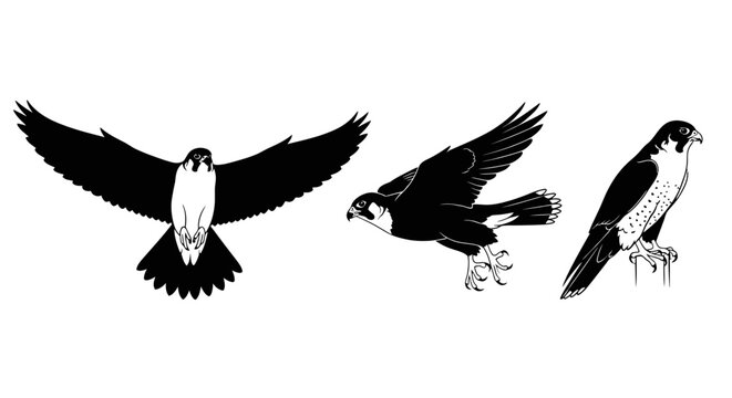 Three birds flying in formation.