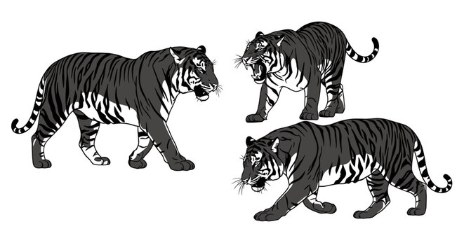Three black and white tigers walking 1.
