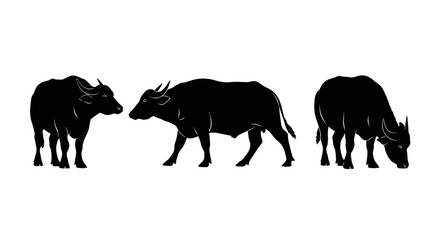 Obraz premium Three black rhinos standing together.