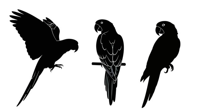 Three black silhouette parrot birds standing.