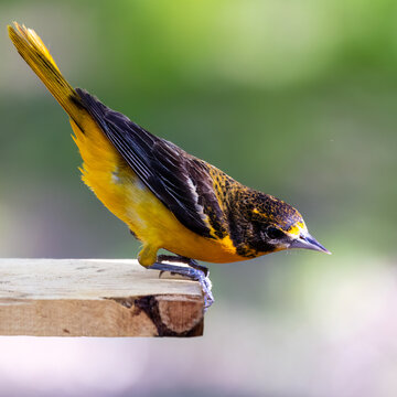 Female Baltimore oriole perched on wooden board ready to fly