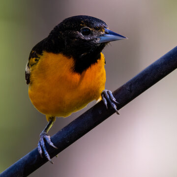 Male Baltimore oriole perched on black metal rod close up