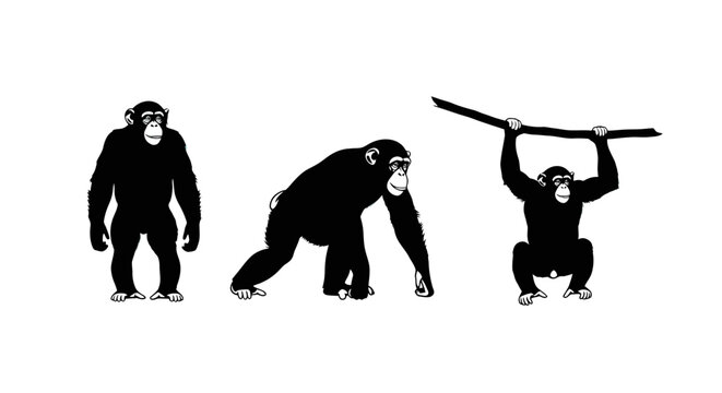 Three black silhouettes of apes.