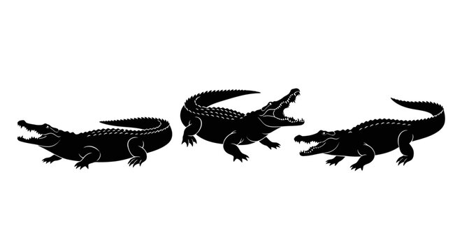 Three crocodiles walking in a line.