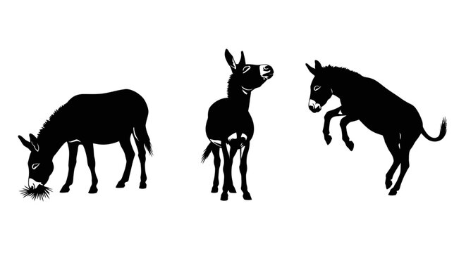 Three donkeys in different poses black.