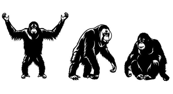 Three gorillas in different poses standing 2.