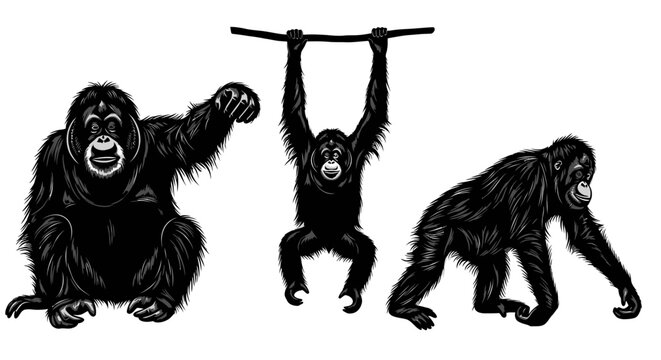 Three gorillas in different poses playing.