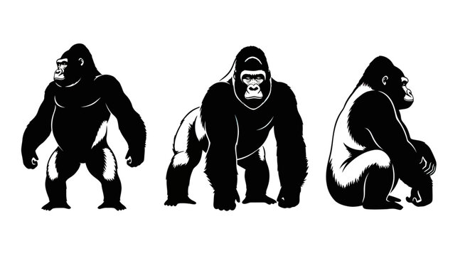 Three gorillas in different poses.