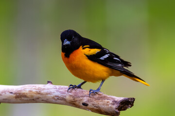 Fototapeta premium Male baltimore oriole perched on a dead stick looking left