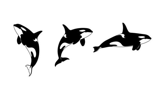Three orcas swimming in formation.
