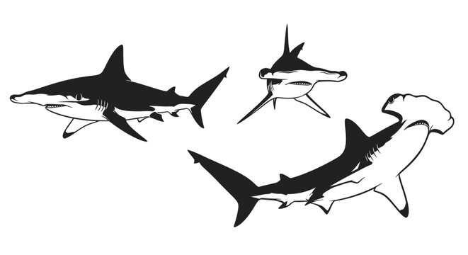 Three sharks swimming in ocean water.