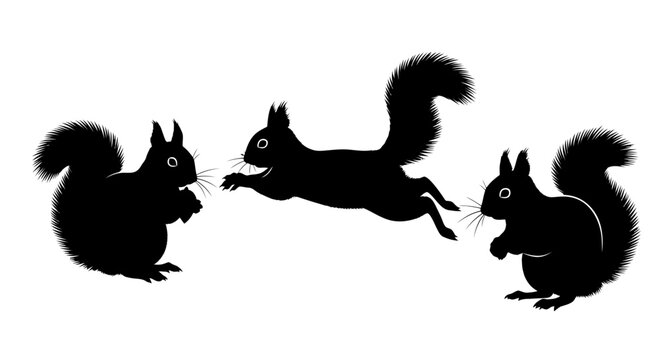 Three Squirrels in Mid Air Jump.