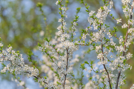 Scientific recording of white flower and twig structures for learning. Educational documentation focusing on intricate details of white floral components and their twigs
