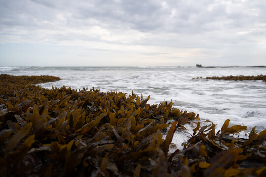 Brown Seaweed and Kelp Growing on Coastal Shoreline