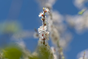 Fototapeta premium Closeup of botanical elements. Sharp focus on plant with detailed pollen grains. Clear closeup capturing fine pollen grains and leaf details with shallow background blur