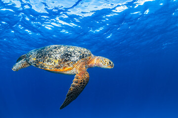 Obraz premium Green sea turtle swimming beneath crystal clear blue water at Lady Elliot Island, Australia in the tropical ocean environment.