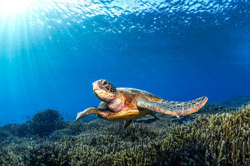 Obraz premium Green sea turtle swimming beneath crystal clear blue water at Lady Elliot Island, Australia in the tropical ocean environment.