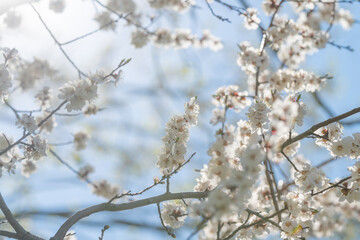 Fototapeta premium White cherry blossoms in morning. Fragile petals illuminated by gentle dawn light. Delicate cherry blossoms against sky with peaceful ambiance and springtime renewal imagery