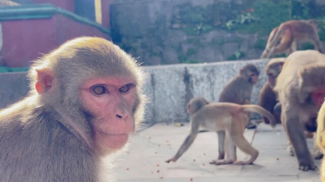 Close-up portrait of a rhesus macaque monkey chewing food at the Swayambhunath Monkey Temple in Kathmandu, Nepal. Wildlife in an urban and religious environment. 4K