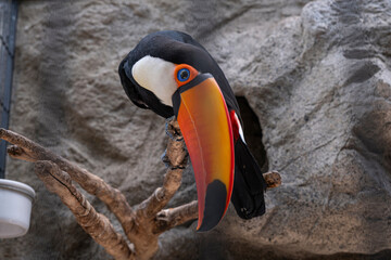 Fototapeta premium A curious toucan on its perch staring at the camera.