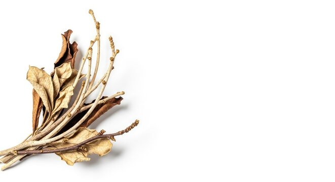 An organic abstract composition of dried botanical twigs and leaves in beige and brown tones with vast white negative space for design, elegant, foliage, empty