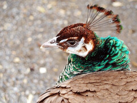 A close up profile shot of a female Indian Peafowl commonly known as a peahen with distinctive crest and iridescent green neck feathers..