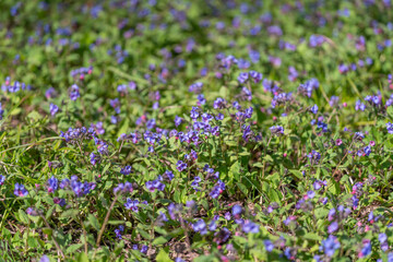 Obraz premium Meadow filled flowers. Bright purple blossoms in nature. Vivid wildflowers bloom across lush fields. Sundrenched purple flowers spread over vibrant green grassland