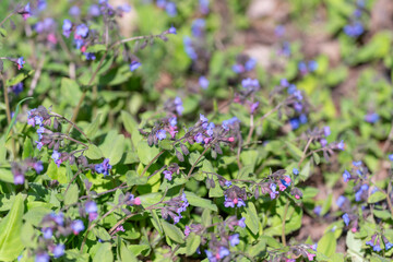 Obraz premium Purple blossoms attract bees. Bright purple flowers draw pollinating insects naturally. Vivid purple flower clump entices pollinators amidst sunlit stems and budding growth