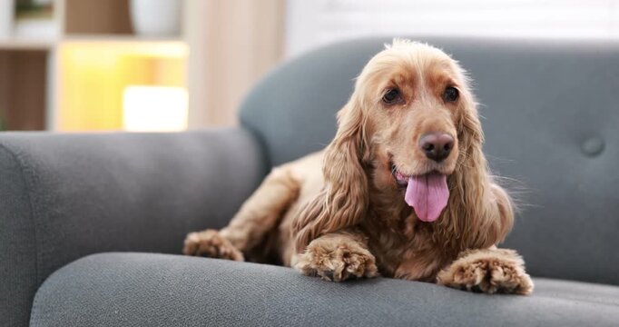 English Cocker Spaniel dog resting on sofa at home, camera moving in
