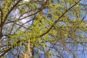 Fototapeta premium Greenery in sunlight. Thriving plants under bright daylight. Lush foliage and blooming catkins basking in sunshine. Vivid foliage thriving under clear blue summer sky