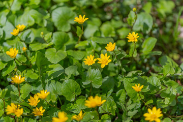 Obraz premium Highresolution photograph showcasing vivid flower petals and leaf surface intricacies. Detailed macro shot capturing bright petals and shiny leaves with vein texture focus