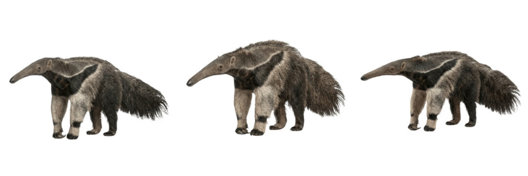 Set and collection of large giant anteater standing profile view isolated on white background