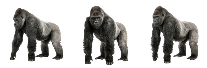 Set and collection of massive silverback gorilla standing full body isolated on white background © amazing