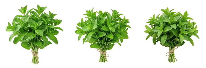 Set and collection of bunch of fresh green mint leaves isolated on white background © amazing