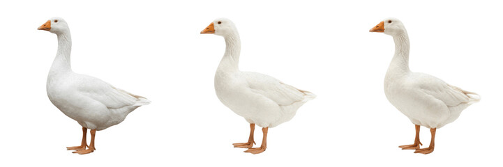 Set and collection of single domestic white goose standing profile view isolated on white background © amazing
