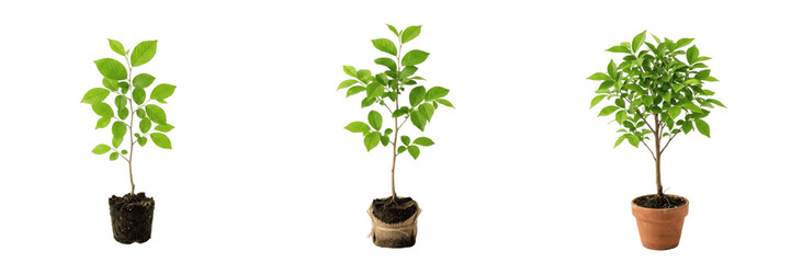 Set and collection of small green potted plant in ceramic pot isolated on white background © amazing