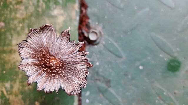 Top view macro of decaying pleated ink cap mushroom (Parasola plicatilis) on weathered green metal, showing delicate radial gills and natural urban fungi texture.
