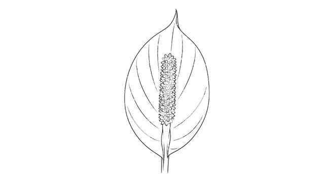 Line art illustration of a calla lily with textured spadix on black background