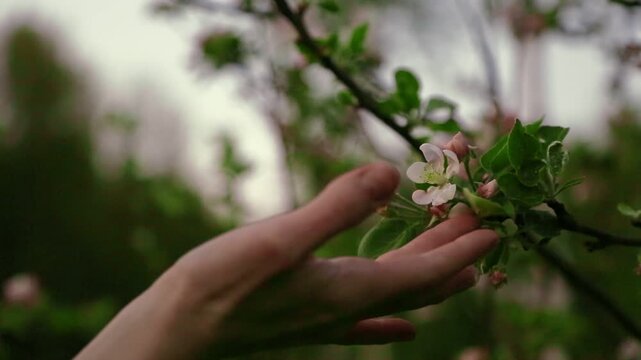 Woman hand touching the apple tree blossoms with green small leaves and blooming pink flowers in the spring blue evening sunset sky and forest bokeh background in sunny day. Closeup bright nature	
