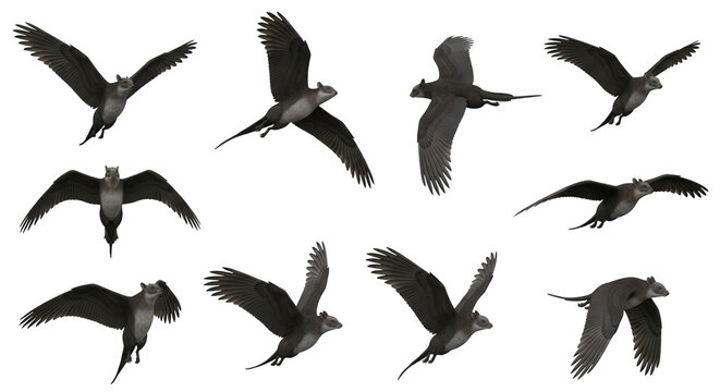 prehistoric flying reptiles soaring through the air against a pure white background science illustrations and educational resources