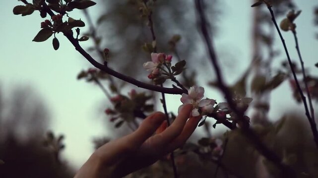 Woman hand touching the apple tree blossoms with green small leaves and blooming pink flowers in the spring blue evening sunset sky and forest bokeh background in sunny day. Closeup bright nature	
