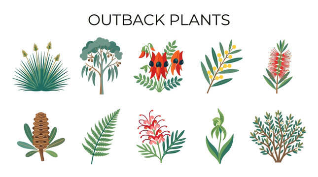 Australian Outback Native Plants with Eucalyptus Wattle Bottlebrush and Grevillea Flowers