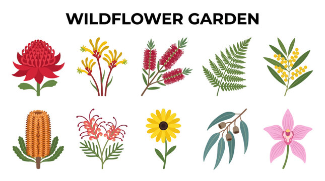 Australian Wildflower Garden with Waratah Banksia Bottlebrush Fern Wattle and Orchid