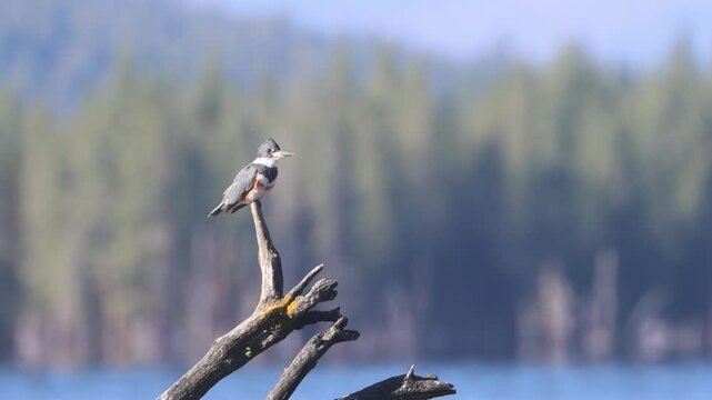 Female belted kingfisher (Megaceryle alcyon) perched on driftwood snag at McCoy Flat Reservoir, Lassen County, California.