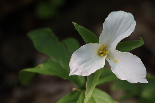 A single white trillium flower growing in the forest