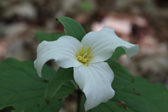 A single white trillium flower growing in the forest