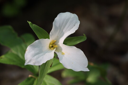 White trillium flowers