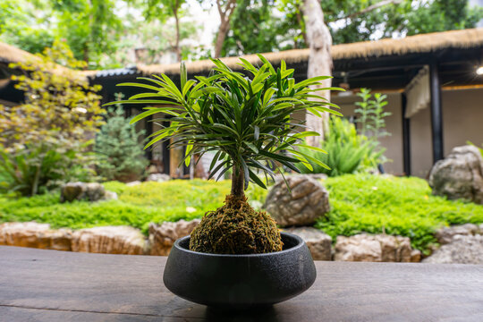 A small bonsai tree stands in a black pot on a wooden table, with a lush garden and traditional thatched-roof buildings in the background. The scene captures the tranquility and meticulous care of